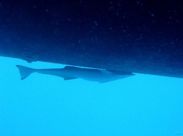 87- Un remora scotche sous la coque d'Imagine 